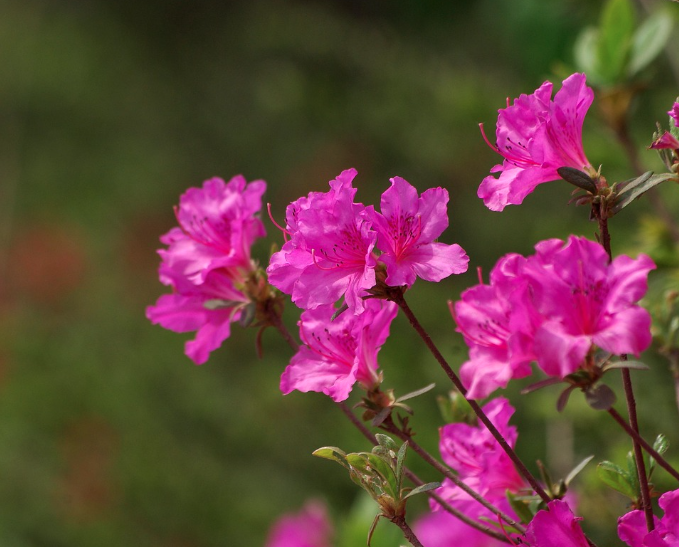 군포 철쭉 축제