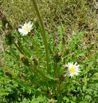 민들레는 면역력, 소화 간세포 재생 지방간을 막아주고 당뇨제거에 큰 도움을 준다