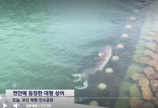 부산 상어