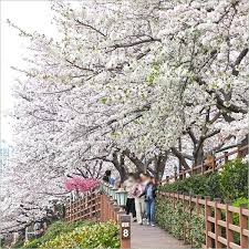 2026 벚꽃 부산 개화시기 온천천 벚꽃길 만개 풍경 봄 여행 명소 추천