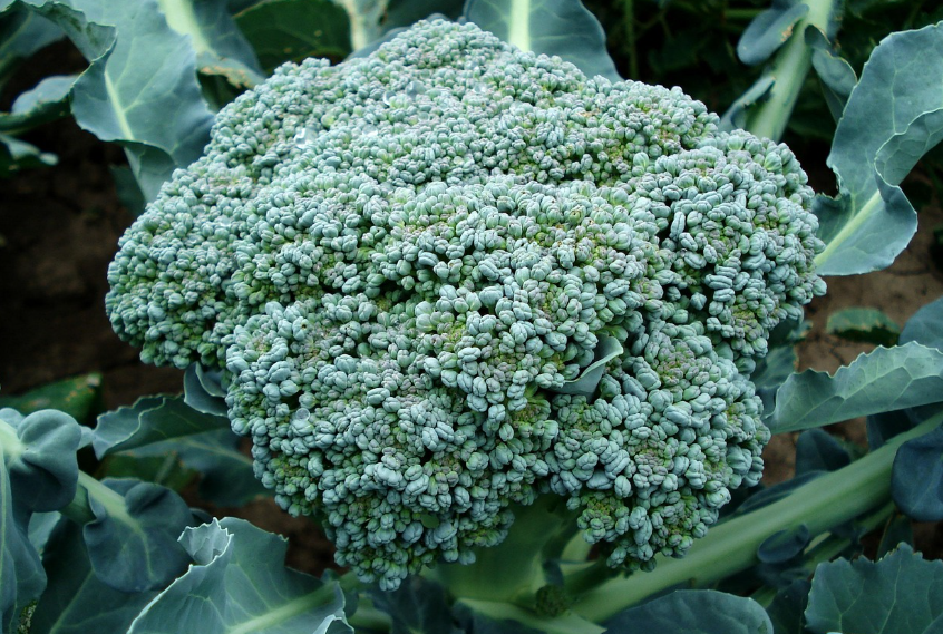 브로콜리의 모습