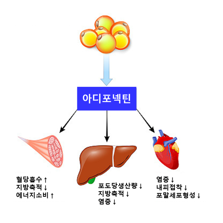 오스테오칼신의 아디포넥틴 생성