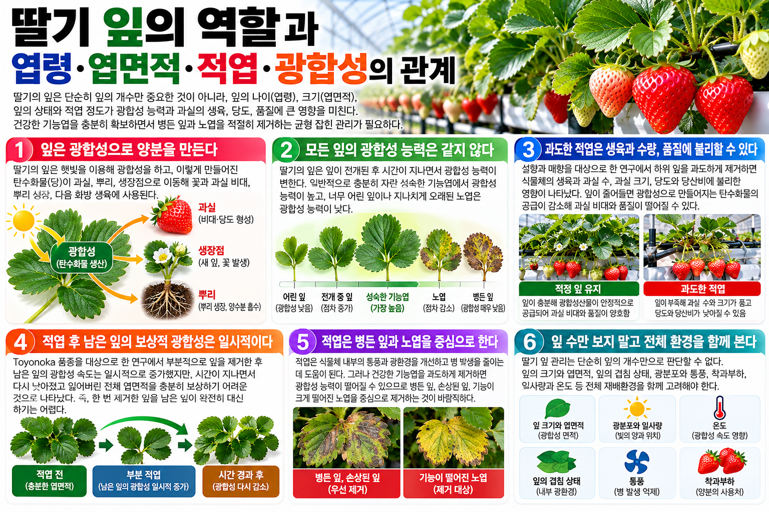 딸기 잎의 역할과 엽령&middot;엽면적&middot;적엽&middot;광합성의 관계