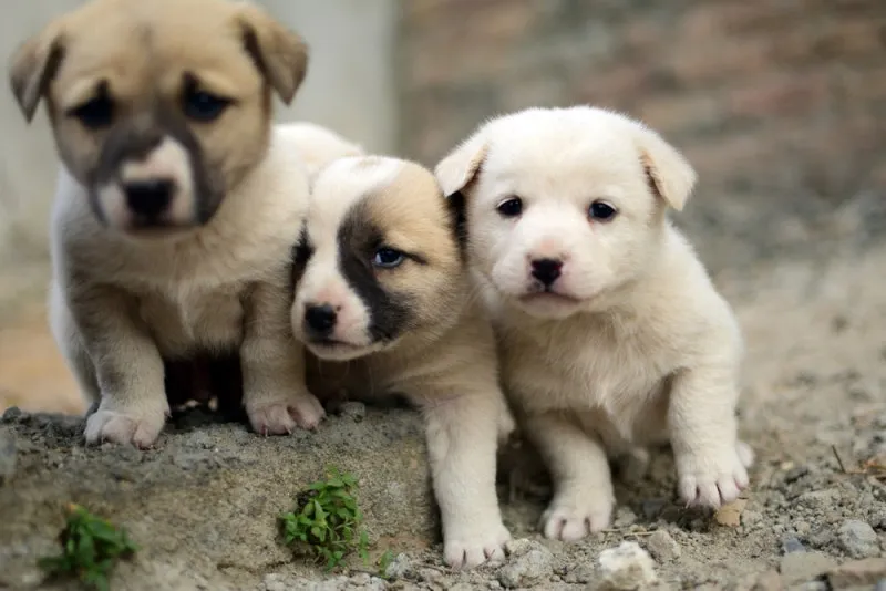 새끼강아지무료분양 멍멍이 가족 맞이 꿀팁_3