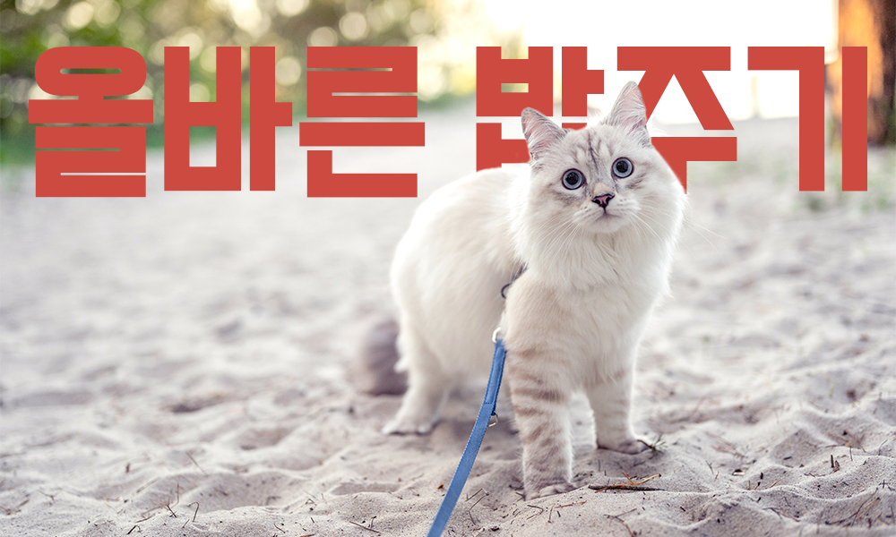 고양이-밥