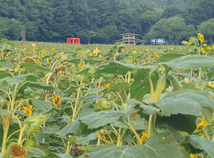 태백 해바라기 축제 볼거리, 입장료, 주차, 맛집 총정리