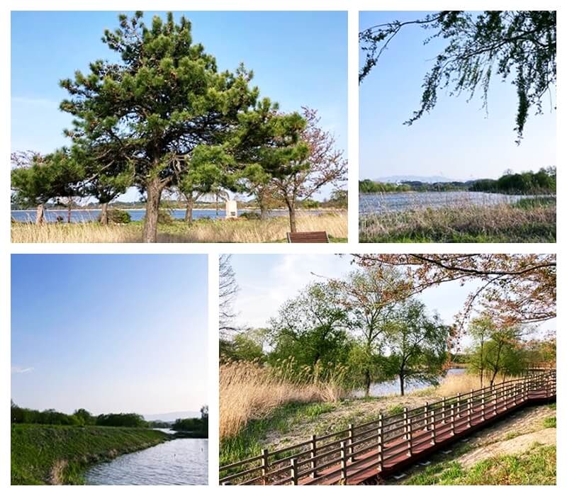 경포가시연습지 이곳저곳