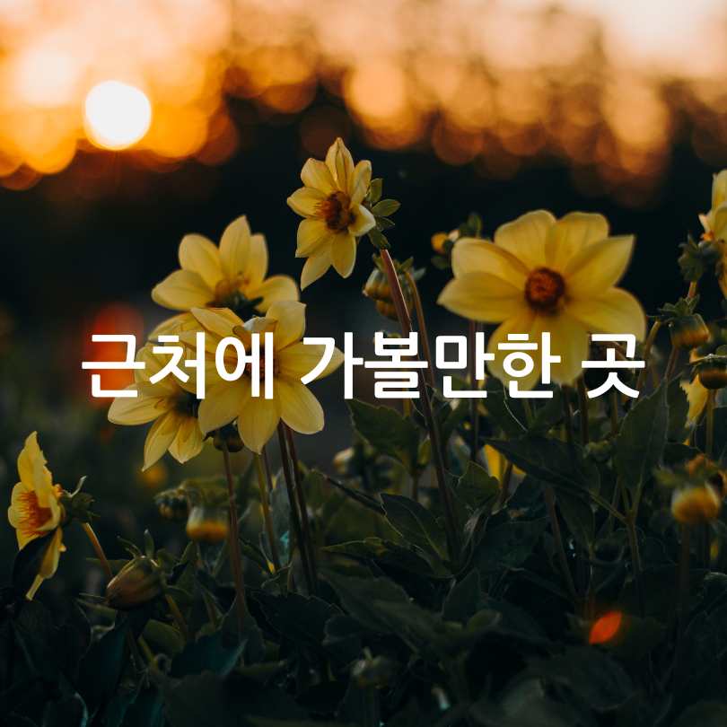 서산 유기방가옥 수선화축제