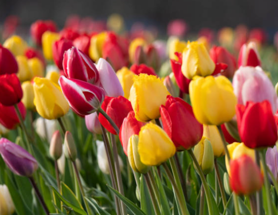 꽃말 예쁜 꽃 안개꽃 꽃말 새로운시작 그리움 꽃선물 모음