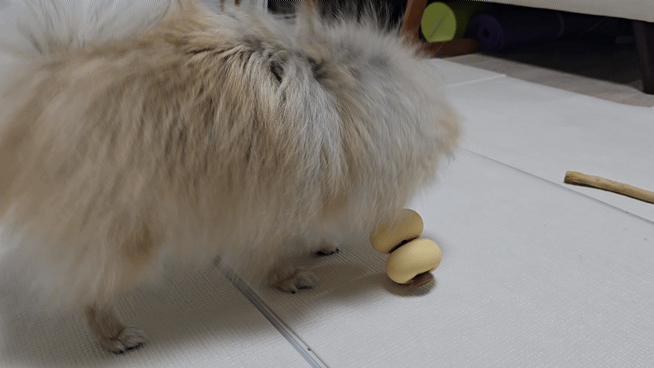 당고 장난감을 가지고 노는 강아지