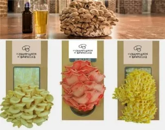 브뤼셀스프라우트 재배 육묘 포인트 추대 방지 수확 팁_9