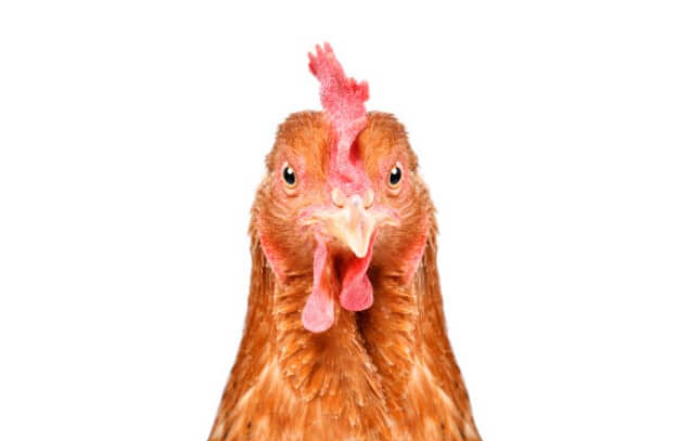 닭띠와안맞는띠토끼띠