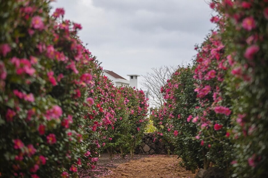 1월 전국 축제 일정표