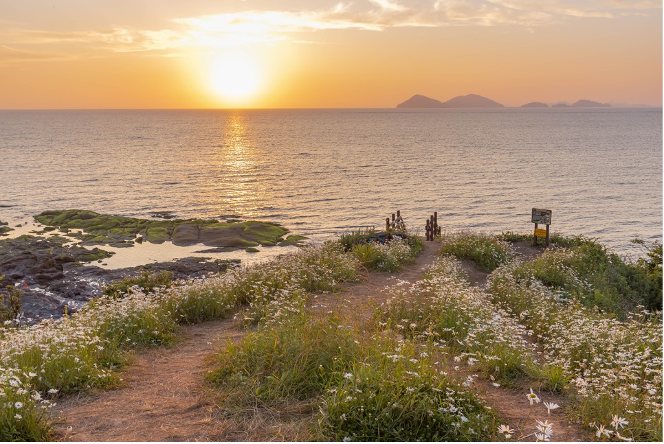 부안-샤스타데이지-사진
