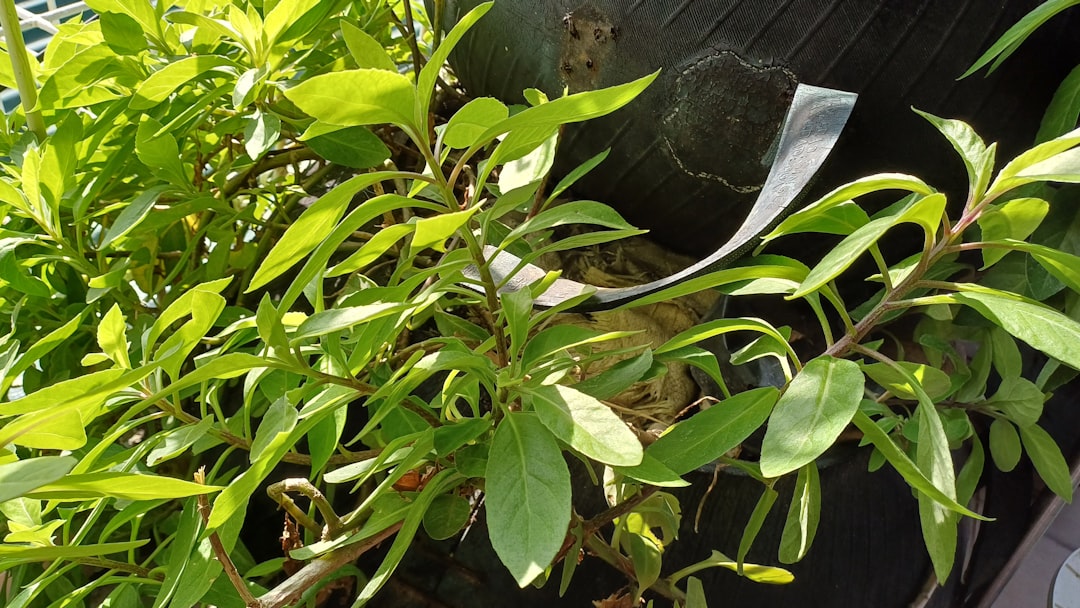 Spinach