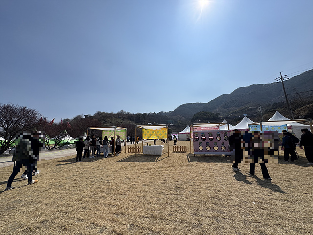 광양 매화축제 개화상황 실시간 사진 입장료