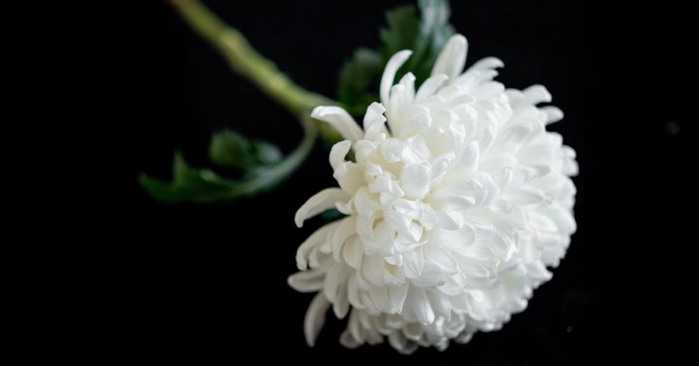 사망 장례를 상징하는 국화꽃 한송이