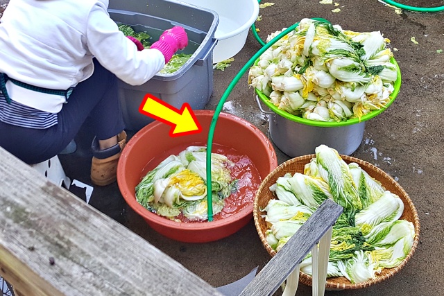 김장 김치 고무호스 클로로페놀 발암물질,김장하는법 김치 맛있게 담는법,건강 팁줌 매일꿀정보