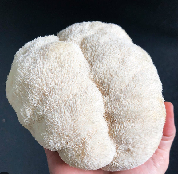 노루궁뎅이버섯 영어로