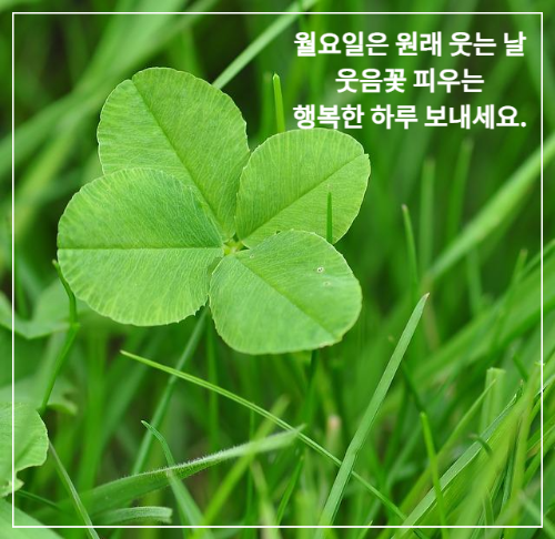 풀속 네잎 콜로버