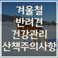 겨울철 반려견 건강관리