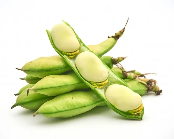 잠두콩 재배 저온 발아 지주 설치 꼬투리 관리_6