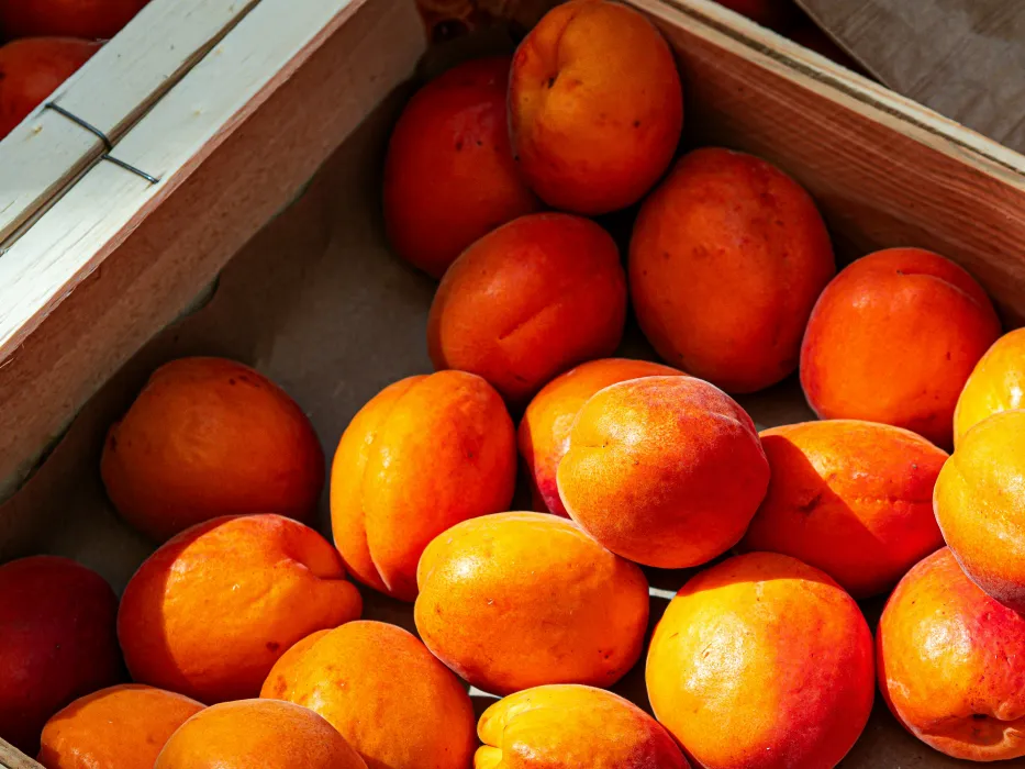 살구-효능과-부작용-관련-살구-사진