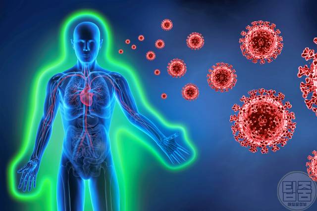 매일 계란 2개 효능,면역력