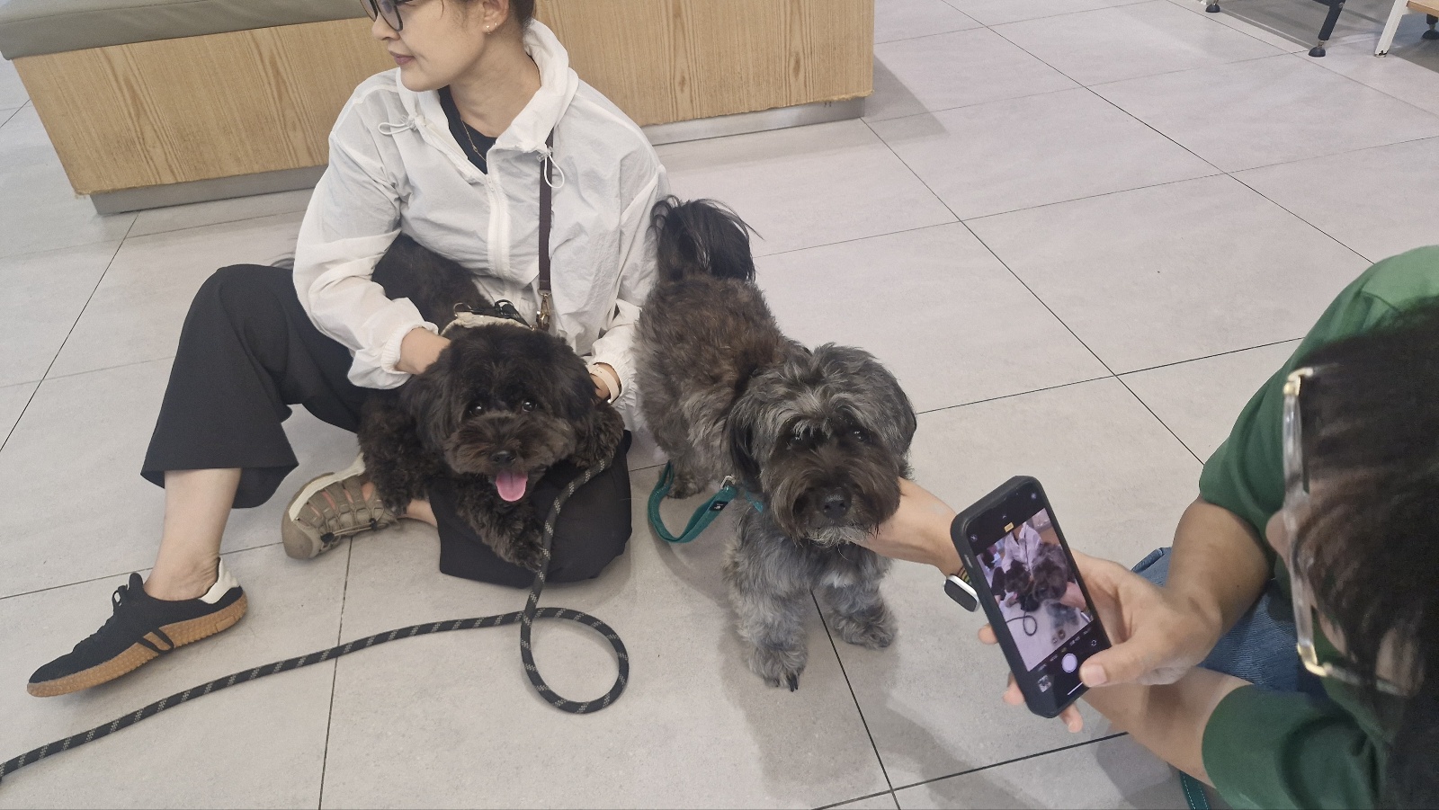 강아지 호텔,미용실,유치원다녀 온후 기침,구역질 하면 병원 가야 하나요 ? [켄넬코프 상기도 기관지염]