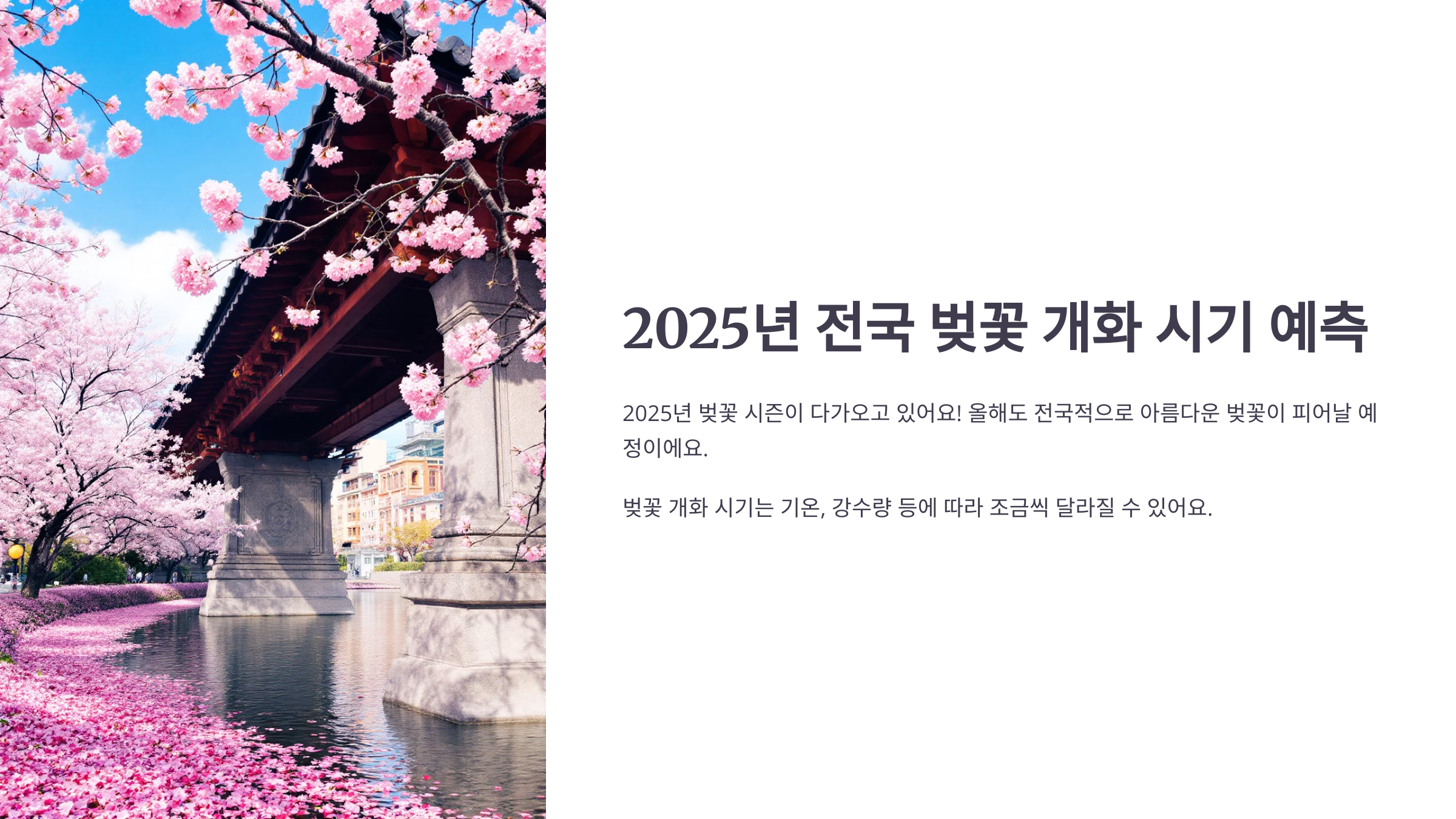 2025년 전국 벚꽃 개화 시기 예측