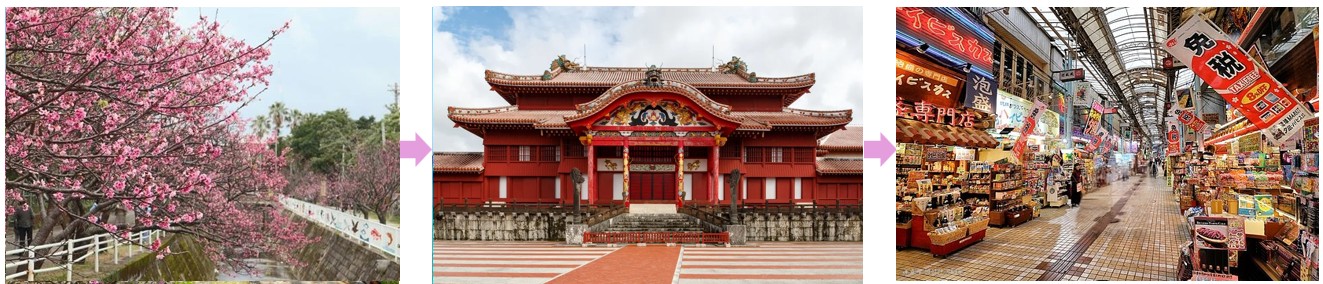 나하 요기공원 벚꽃