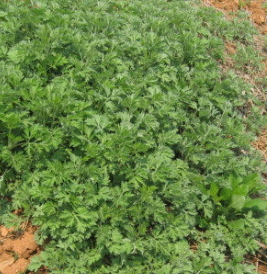 쑥 효능 부작용 칼로리 요리