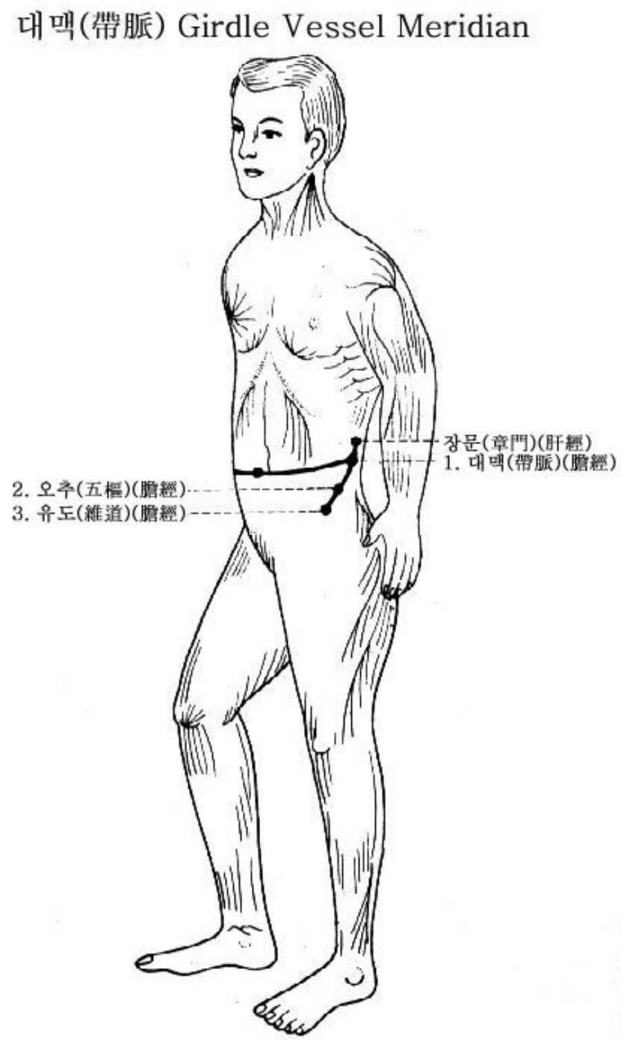 인체의 여러 경락 중에서 기경팔맥 중의 하나인 대맥의 흐름과 소속 경혈의 위치를 표시를 한 이미지 사진