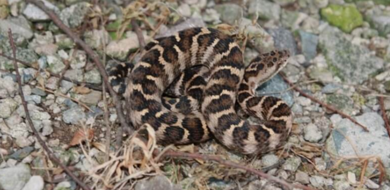 뱀에-물렸을때-응급처치