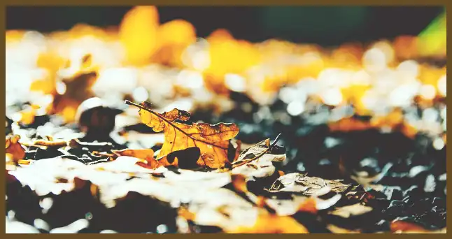 서울 근교 단풍 명소 (지금이 단풍 절정시기)