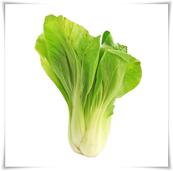 "김장 배추, 직접 길러보세요!" 초보자도 성공할 수 있는 쉬운 재배 가이드