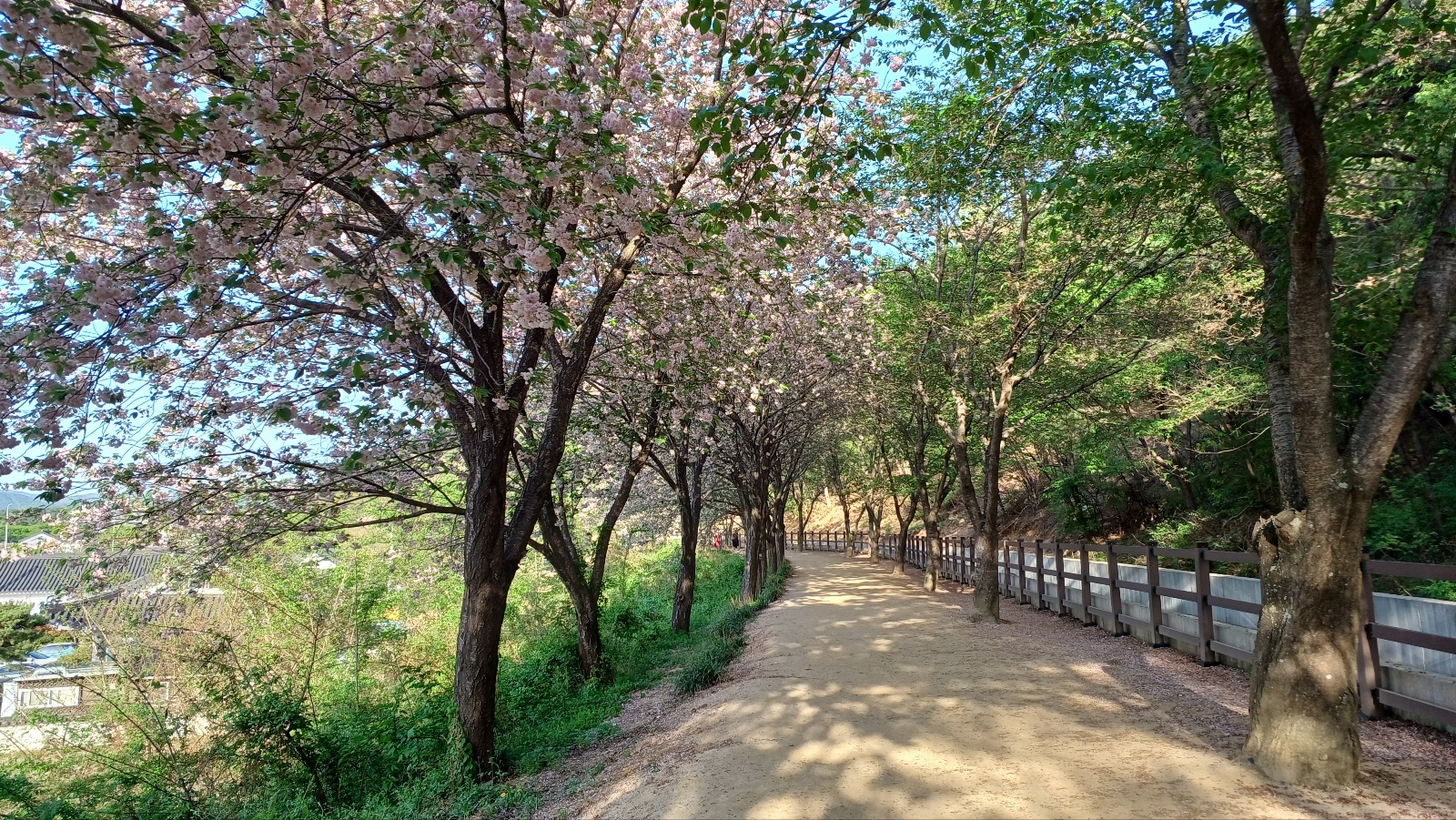 선덕여왕길 겹벚꽃5