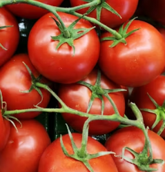 토마토 효능 부작용 고르는법 칼로리