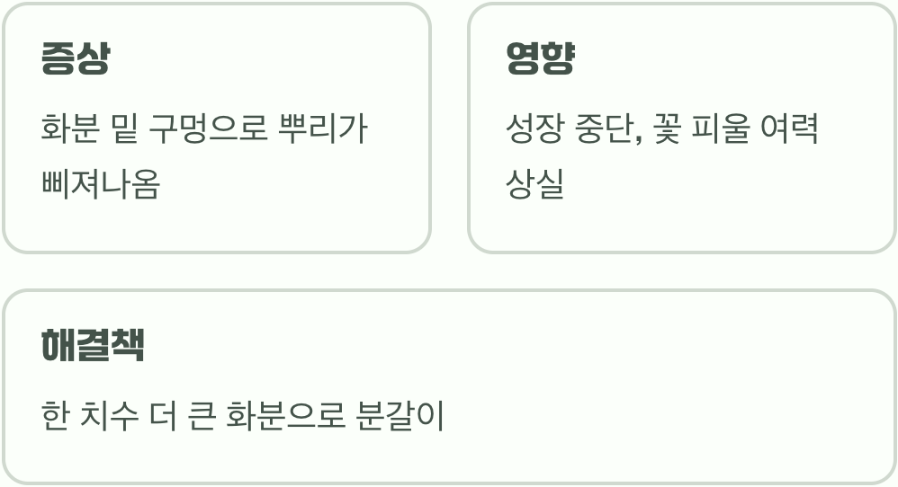 뿌리의 외침, 답답한 신발