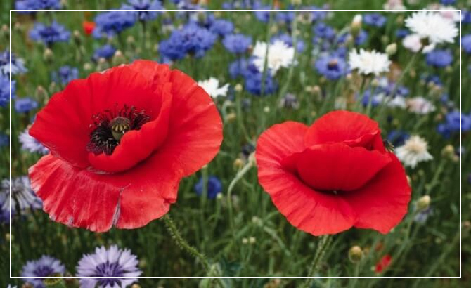 광양 가볼만한곳 베스트10 서천변 양귀비꽃밭