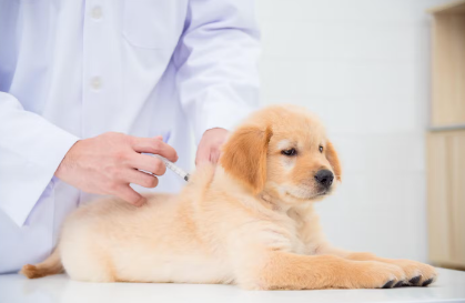 진료받는 강아지