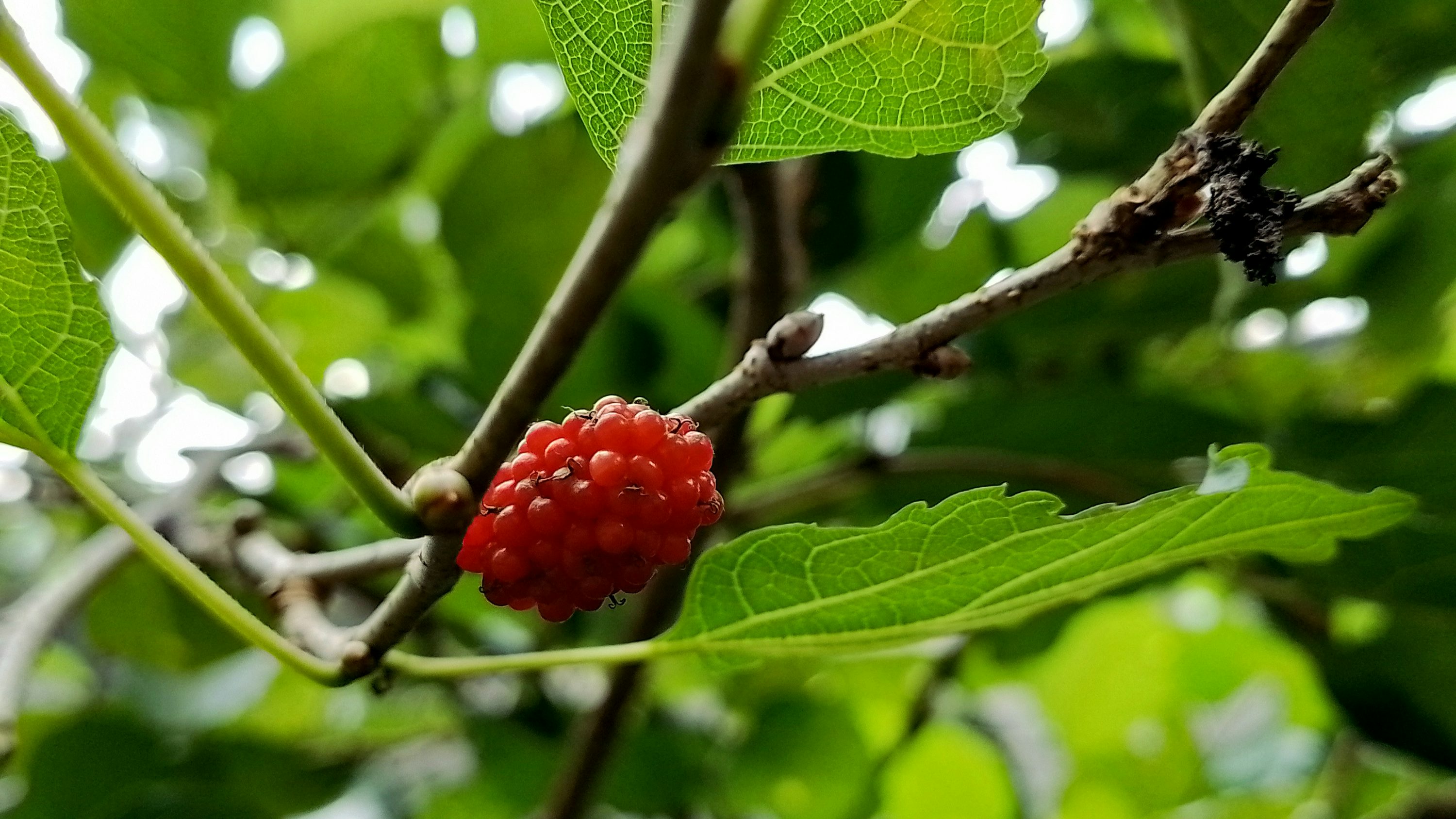 오디 효능 부작용