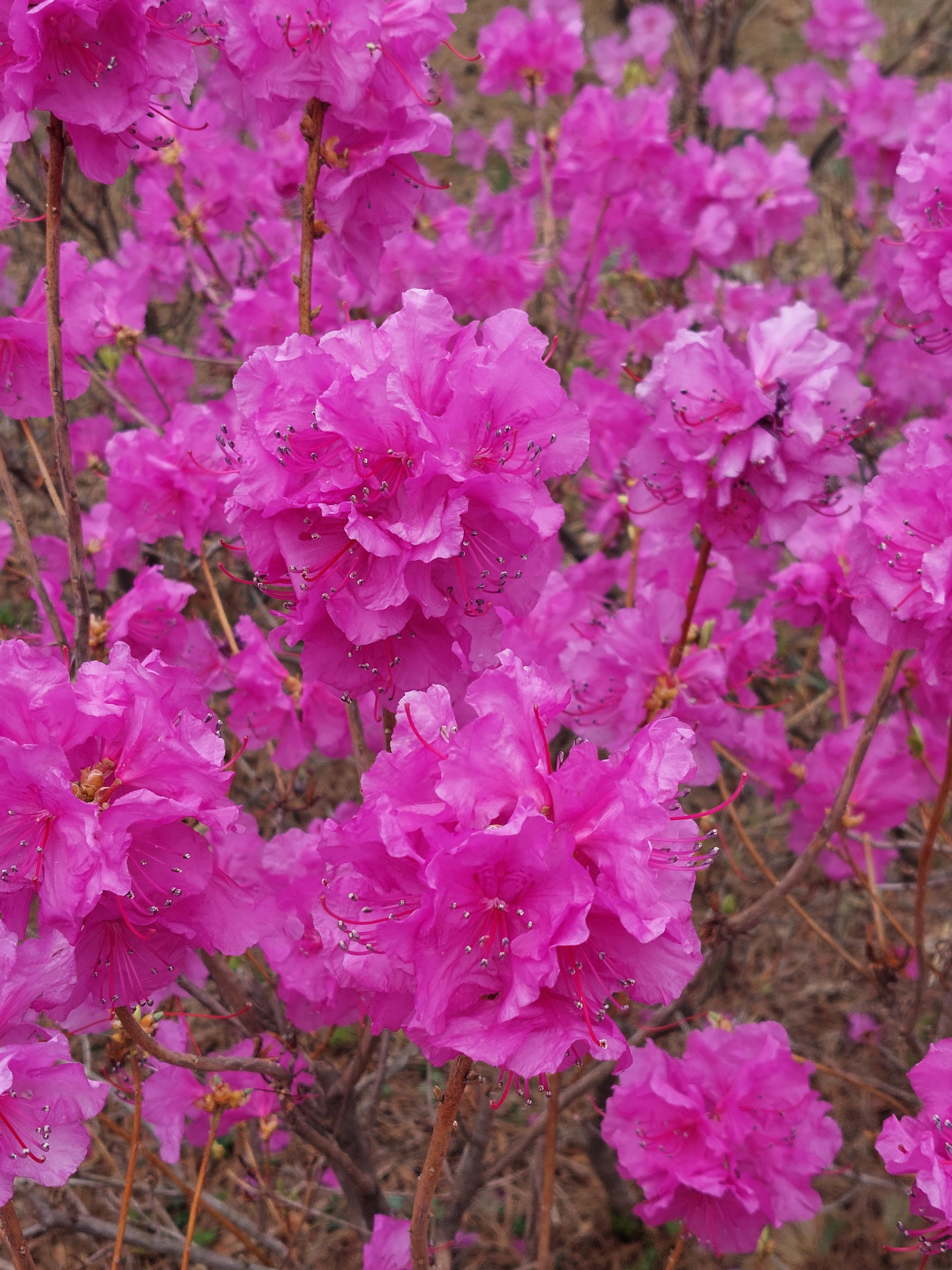 강화 고려산 진달래 축제