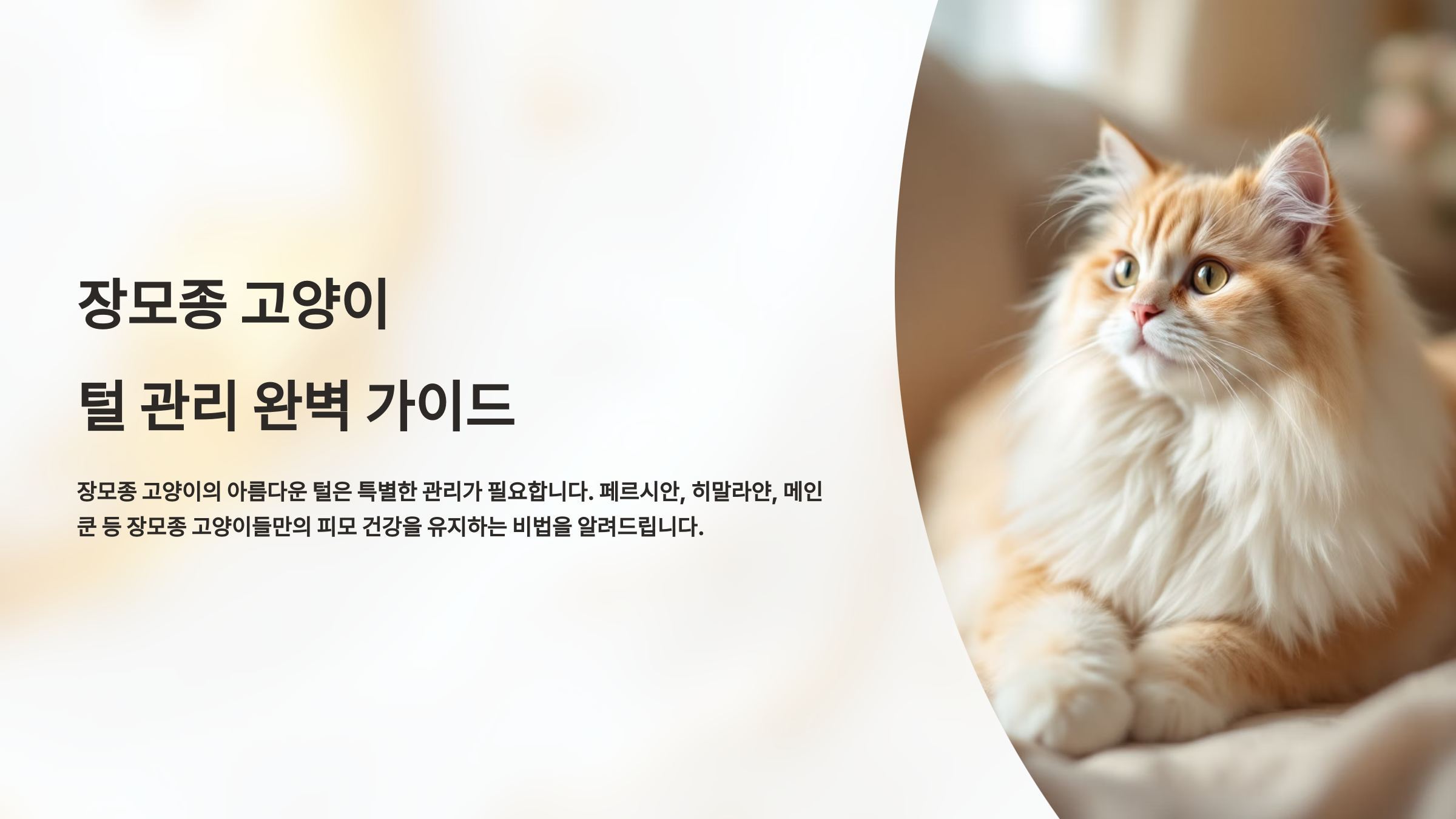 장모종 고양이 털 관리 완벽 가이드