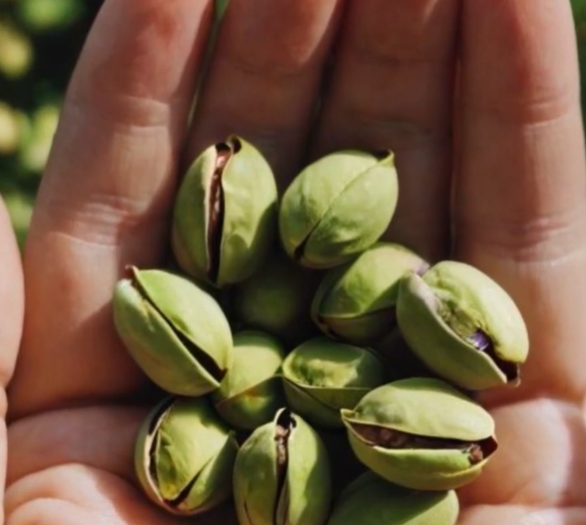 피스타치오의 효능