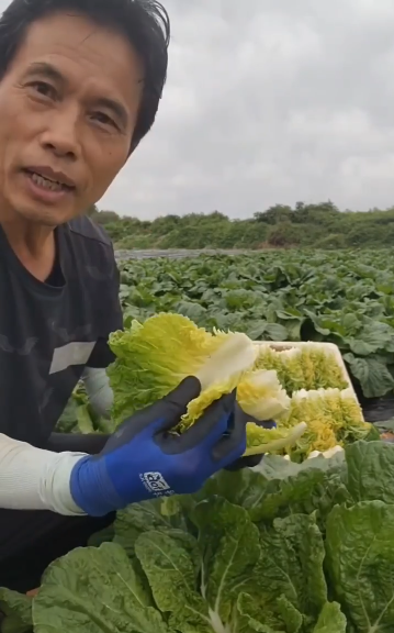솔바위농장 배추 