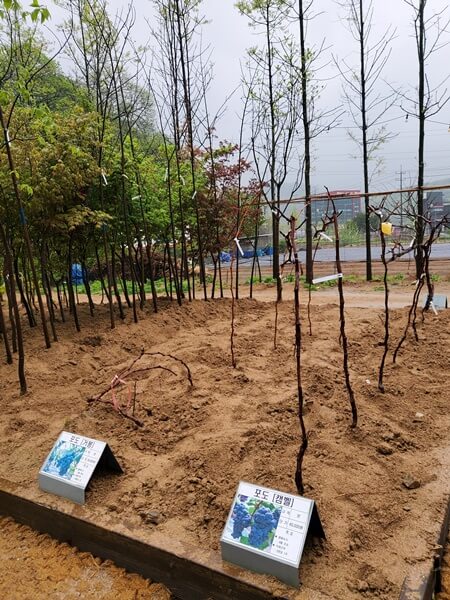 용인시산림조합 나무시장 포도나무