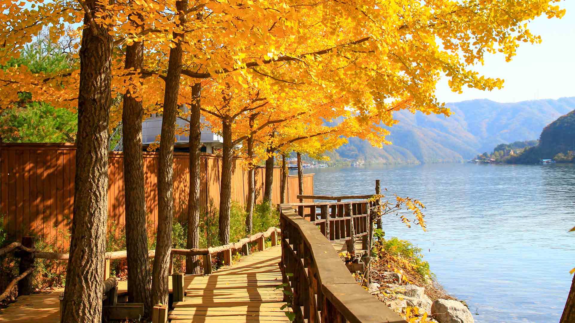 남이섬의 마법: 한국의 매혹적인 오아시스