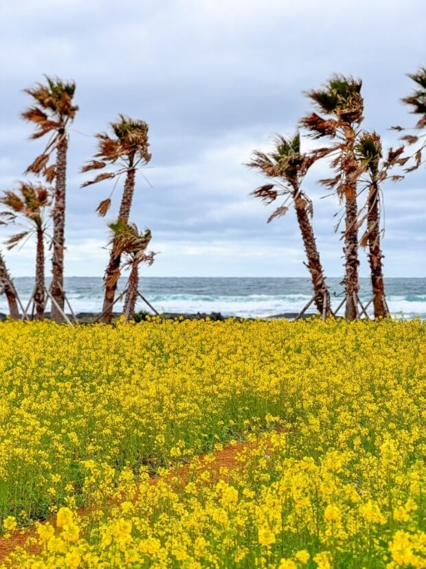 유채꽃밭과 관련된 사진