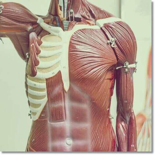 미토콘드리아 근병증 원인 및 증상과 치료 관리